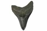 Serrated, Fossil Megalodon Tooth #124539-1